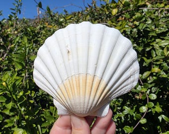 4.5" Irish Baking Scallop Seashell (1 Half Shell/Single) - **Read Item Details**