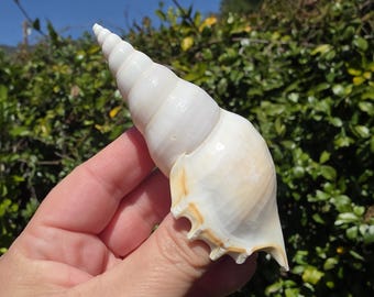 3.75" White Delicate Tibia Seashell (1 Shell) - Rostellariella/Tibia Delicatula - **Read Item Details**