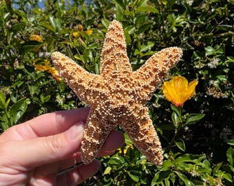 May include: A five-pointed starfish with a textured, bumpy surface in a light tan and beige color. The starfish features a rigid, calcified structure with a distinct central disc and tapering arms, showcasing natural variations in its sandy tone.