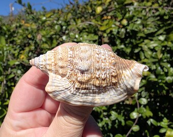 2.5" Diana Conch Seashell (1 Shell) - Euprotomus Aurisdianae - **Read Item Details**
