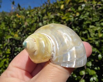 1.75" Pearlized Gold Mouth Turbo Seashell (1 Shell) - Turbo Chrysostomus - **Read Item Details**