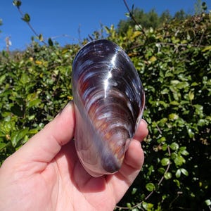 3.5" Polished Purple Mussel Seashell Pair (1 Attached Pair) - **Read Item Details**