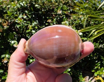 May include: A smooth, polished cowrie shell with a glossy, warm brown and tan gradient finish. The shell has an oval, rounded shape with a distinct, narrow opening along the underside, showcasing a natural, reflective surface texture.