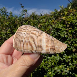 May include: A beige and brown cone-shaped seashell with vertical stripes. The shell is held in a hand against a backdrop of green foliage and a blue sky. The shell's surface has a textured appearance.
