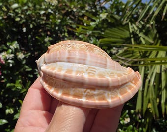 May include: A seashell with a smooth, curved surface featuring horizontal ridges and a pattern of light tan and white zig-zag markings. The shell has a distinct, elongated shape with a pointed end and a wide, rounded body, showcasing natural textures.