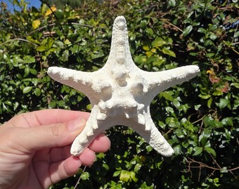 4.5" White (Bleached) Knobby Sea Star (1 Sea Star) - Protoreaster Nodosus - **Read Item Details***