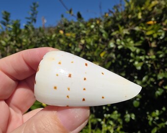 2.25" Beech Cone Seashell (1 Shell) - Conus Betulinus - **Read Item Details**