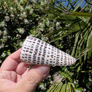 May include: A cone shell with a smooth, white surface featuring a repeating pattern of dark brown, elongated, dash-like markings arranged in horizontal rows around the exterior of the conical structure, tapering to a rounded point at one end.