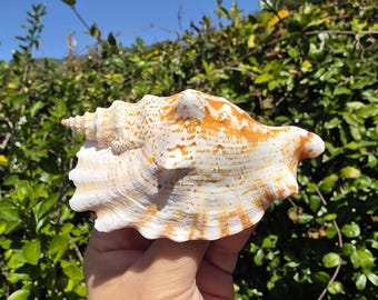 3.75" Laciniate Conch Seashell (1 Shell) - Sinustrombus/Strombus Sinuatus - **Read Item Details**