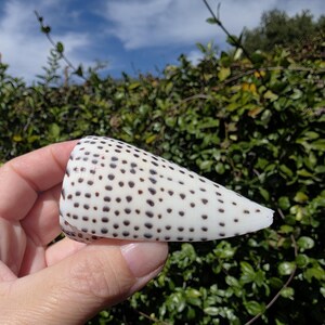 May include: A white seashell with numerous small, dark brown spots. The shell is held in a hand against a backdrop of green foliage and a blue sky. The shell's shape is conical, with a smooth, polished surface.