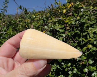 3.125" Virgo Cone Seashell (1 Shell) - Conus Virgo - **Read Listing Details**