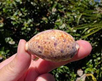 May include: An oval-shaped cowrie shell with a smooth, glossy surface featuring a mottled pattern of brown, tan, and dark purple spots. The shell has a rounded, convex top and a tapered end, displaying natural coloration and organic markings.