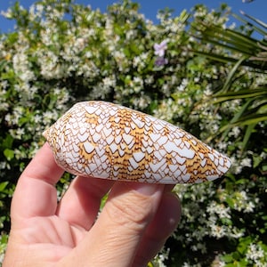 May include: A white and brown patterned seashell with a cone shape. The shell has a detailed design of brown markings over a white base. The shell is held in a hand against a background of green foliage and a blue sky.