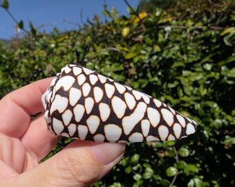 2.875" Marbled Cone Seashell (1 Shell) - Conus Marmoreus - **Read Item Details**