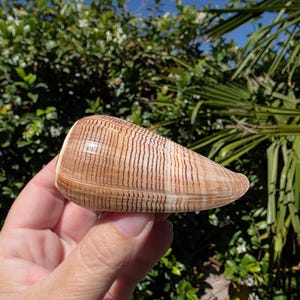 May include: A cone shell with a smooth, polished surface featuring a pattern of alternating light tan and dark brown horizontal stripes. The shell has a tapered, elongated shape with a rounded base and a pointed tip, displaying natural markings.