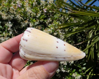 2.75" Ermine Cone Seashell (1 Shell) - Conus Mustelinus - **Read Item Details**