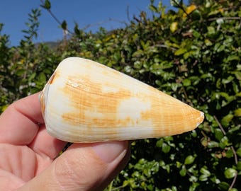 3.125" Flag Cone Seashell (1 Shell) - Conus Vexillum - **Read Item Details**
