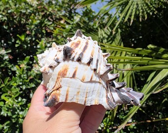 May include: A spiky murex seashell featuring a white base with prominent brown, vertical, and horizontal striped patterns. The shell has a textured, irregular surface with sharp, protruding spines along its edges and a spiral-shaped structure.