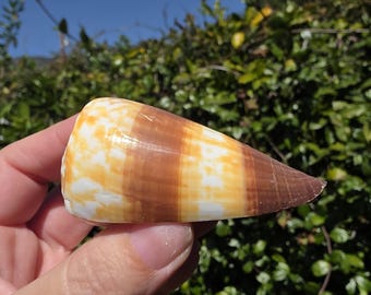 3" Soldier Cone Seashell (1 Shell) - Conus Miles - **Read Item Details**