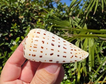 May include: A cone shell with a smooth, off-white surface featuring a repeating pattern of small, dark brown rectangular markings arranged in horizontal rows along the length of the shell, tapering to a rounded point at one end.