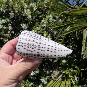 May include: A cone shell with a smooth, off-white surface featuring rows of dark brown, rectangular spots arranged in a linear pattern. The shell has a tapered, conical shape with a wide, rounded opening at one end and a pointed tip at the other.