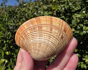 2.875" Polished Callista Erycina Clam Shell Pair (1 Attached Pair) - **Read Item Details**