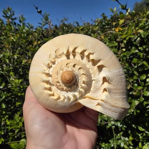 May include: A large, cream-colored seashell with a spiral design and carved details. The shell is held in a hand against a backdrop of green foliage and a clear blue sky. The shell's intricate pattern is visible.