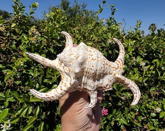 May include: A large spider conch shell featuring a textured, off-white surface with mottled light brown and tan patterns. The shell has a distinct spiral body and several long, curved, horn-like protrusions extending from its outer edge.