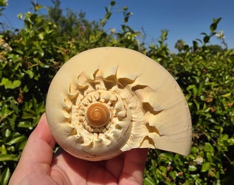 May include: A cream-colored sundial seashell featuring a flat, spiral-shaped top with intricate, radiating ridges and a smooth, polished texture. The center of the spiral displays a distinct, small, light brown circular pattern.