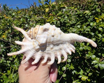 May include: A large, off-white spider conch shell featuring a textured, spiraled body with multiple long, curved, finger-like spines extending from the outer lip and a prominent, elongated siphonal canal pointing toward the right side.