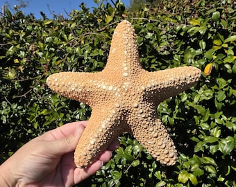 7.375" Jungle Sea Star (1 Sea Star) - **Read Item Details**
