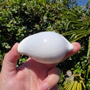 3.125" Egg Cowrie Seashell (1 Shell) - Ovula Ovum - **Read Item Details**