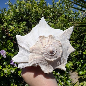 May include: A large, white seashell with a star-like shape and a smaller, spiraled shell in the center. The shell has a textured surface and is held against a backdrop of green foliage and a blue sky.