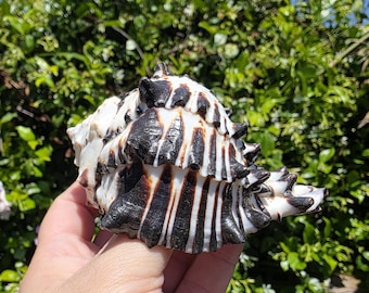 May include: A large, textured seashell with a striking pattern of black and white stripes. The shell is held in a hand against a backdrop of green foliage and a clear blue sky. The shell's intricate design is a natural work of art.