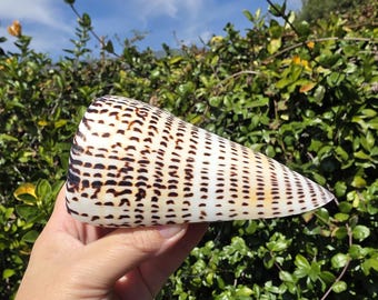 4.875" Lettered Cone Seashell (1 Shell) - Conus Litteratus - **Read Listing Details**