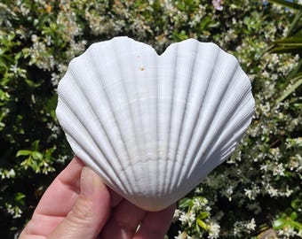 4.375" Heart-Shaped Natural Scallop Seashell (1 Half Shell/Single) - **Read Item Details**
