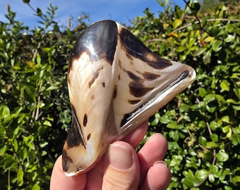 3.75" Polished Brown Lip Oyster Seashell (1 Half Shell/Single) - **Read Item Details**