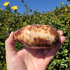 May include: A polished, oval-shaped seashell with a mottled pattern of brown and cream colors. The shell is held in a hand, with a backdrop of green foliage and yellow flowers under a clear blue sky.
