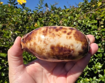 4" Tortoise Cowrie Seashell (1 Shell) - Chelycypraea/Cypraea Testudinaria