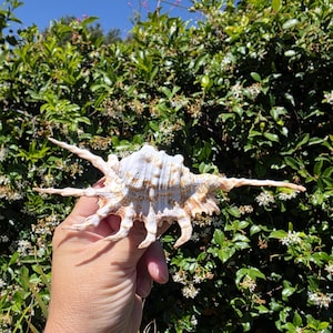 May include: A white and tan spider conch shell featuring a central spiral body with multiple long, pointed, radiating spines extending outward from the edges. The shell has a textured, ridged surface with natural brown and tan color variations.