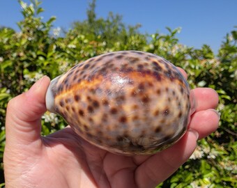 3.375" Tiger Cowrie Seashell (1 Shell) - Cypraea Tigris - **Read Item Details**