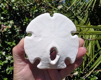 May include: A white, flat, circular sand dollar with a distinct five-petaled flower pattern embossed on its surface. The object features several deep, rounded notches along its outer edge and a single, elongated, oval-shaped hole near the bottom.