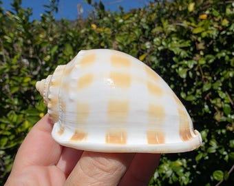 3.25" Banded Bonnet Seashell (1 Shell) - Phalium Bandatum - **Read Item Details**