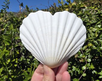 4.5" Heart-Shaped Natural Scallop Seashell (1 Half Shell/Single) - **Read Item Details**