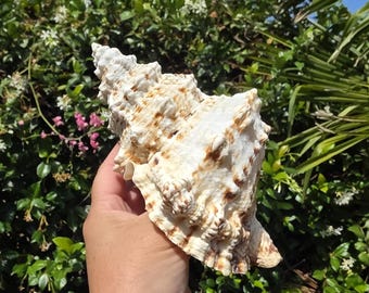 May include: A large, spiraled seashell with a textured, off-white surface featuring brown mottled patterns. The shell has a pointed apex and a wide, flared opening with ridged edges, showcasing natural organic details and a conical shape.