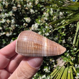 May include: A cone-shaped seashell featuring a smooth, glossy surface with a repeating pattern of thin, dark brown vertical stripes against a light tan background. The shell has a tapered, pointed end and a wider, rounded base with a distinct texture.