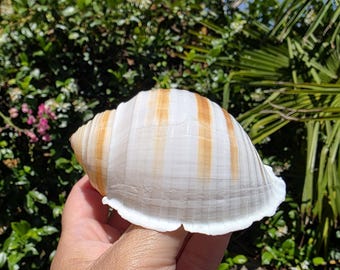 May include: A smooth, rounded seashell featuring a white base color with distinct, vertical light brown stripes. The shell has a wide, flared opening with a scalloped edge and a spiral top, showcasing a natural, polished texture and pattern.