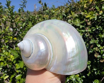 3.75" Polished Pearl Jade Turbo Seashell (1 Shell) - **Read Item Details**