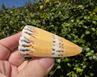 2.625" Ermine Cone Seashell (1 Shell) - Conus Mustelinus - **Read Item Details**