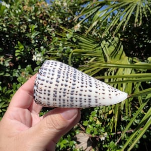 May include: A cone shell with a smooth, white surface featuring a repeating pattern of dark brown, rectangular spots arranged in vertical rows. The shell has a tapered, conical shape with a wide, flat opening at one end and a pointed tip at the other.